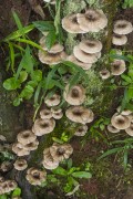 Mushrooms on tree trunk in Iguaçu National Park - Border between Brazil and Argentina - Foz do Iguacu city - Parana state (PR) - Brazil