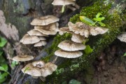 Mushrooms on tree trunk in Iguaçu National Park - Border between Brazil and Argentina - Foz do Iguacu city - Parana state (PR) - Brazil