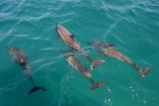 Spinner dolphins (Stenella Longirostris) in Santo Antonio Bay - Fernando de Noronha Environmental Protection Area - Fernando de Noronha city - Pernambuco state (PE) - Brazil