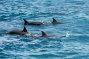 Spinner dolphins (Stenella Longirostris) in Santo Antonio Bay - Fernando de Noronha Environmental Protection Area - Fernando de Noronha city - Pernambuco state (PE) - Brazil