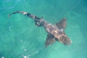 Nurse shark (Ginglymostoma cirratum) in Santo Antonio Bay - Fernando de Noronha Environmental Protection Area - Fernando de Noronha city - Pernambuco state (PE) - Brazil