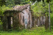 Detail of Ruin of old coffee farm - Tijuca National Park  - Rio de Janeiro city - Rio de Janeiro state (RJ) - Brazil
