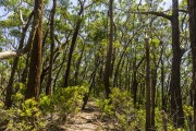 Eucalyptus trees in Anhanguera Hill - Tijuca National Park - Rio de Janeiro city - Rio de Janeiro state (RJ) - Brazil
