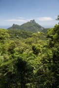 View of Tijuca Forest with Rock of gavea in the background - Tijuca National Park - Rio de Janeiro city - Rio de Janeiro state (RJ) - Brazil