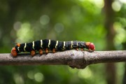 Moth caterpillar - Tijuca Forest - Rio de Janeiro city - Rio de Janeiro state (RJ) - Brazil