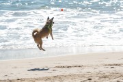 Dog running at Diabo Beach - Rio de Janeiro city - Rio de Janeiro state (RJ) - Brazil