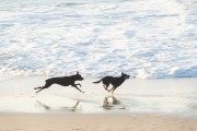 Dogs playing at Diabo Beach - Rio de Janeiro city - Rio de Janeiro state (RJ) - Brazil