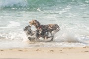 Dogs playing at Diabo Beach - Rio de Janeiro city - Rio de Janeiro state (RJ) - Brazil