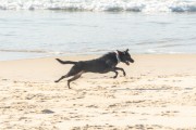 Dog playing at Diabo Beach - Rio de Janeiro city - Rio de Janeiro state (RJ) - Brazil