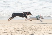 Dogs playing at Diabo Beach - Rio de Janeiro city - Rio de Janeiro state (RJ) - Brazil