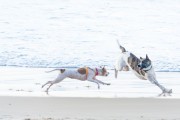 Dogs playing at Diabo Beach - Rio de Janeiro city - Rio de Janeiro state (RJ) - Brazil