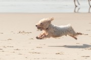 Dog playing at Diabo Beach - Rio de Janeiro city - Rio de Janeiro state (RJ) - Brazil