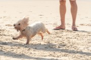 Dog playing at Diabo Beach - Rio de Janeiro city - Rio de Janeiro state (RJ) - Brazil