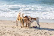 Dogs playing at Diabo Beach - Rio de Janeiro city - Rio de Janeiro state (RJ) - Brazil