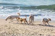 Dogs playing at Diabo Beach - Rio de Janeiro city - Rio de Janeiro state (RJ) - Brazil