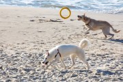 Dogs playing at Diabo Beach - Rio de Janeiro city - Rio de Janeiro state (RJ) - Brazil