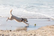 Dog playing at Diabo Beach - Rio de Janeiro city - Rio de Janeiro state (RJ) - Brazil