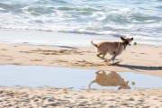 Dog playing at Diabo Beach - Rio de Janeiro city - Rio de Janeiro state (RJ) - Brazil