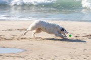 Dog playing at Diabo Beach - Rio de Janeiro city - Rio de Janeiro state (RJ) - Brazil