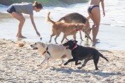 Dogs playing at Diabo Beach - Rio de Janeiro city - Rio de Janeiro state (RJ) - Brazil