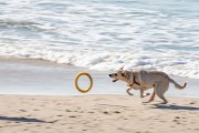 Dog playing at Diabo Beach - Rio de Janeiro city - Rio de Janeiro state (RJ) - Brazil