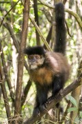 Black capuchin (Sapajus nigritus) - Iguassu National Park - Puerto Iguazu city - Misiones province - Argentina