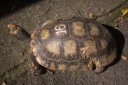 Reintroduction of the Yellow-footed Turtle into the wild - Tijuca Forest - Rio de Janeiro city - Rio de Janeiro state (RJ) - Brazil