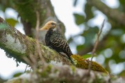 Blond-crested Woodpecker (Celeus flavescens) - Parana state (PR) - Brazil