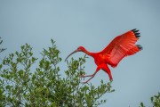 Scarlate ibis (Eudocimus ruber) in the Babitonga Bay - Joinville city - Santa Catarina state (SC) - Brazil