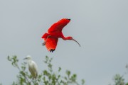 Scarlate ibis (Eudocimus ruber) in the Babitonga Bay - Joinville city - Santa Catarina state (SC) - Brazil