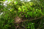 Scarlate ibis (Eudocimus ruber) nest in the Babitonga Bay - Joinville city - Santa Catarina state (SC) - Brazil