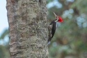 Lineated Woodpecker (Dryocopus lineatus) - Pantanal - Pocone city - Mato Grosso state (MT) - Brazil