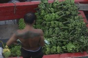 Unloading bananas at the Port of Manaus - Manaus city - Amazonas state (AM) - Brazil