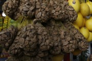 Brazil nut (Bertholletia excelsa) - Manaus city - Amazonas state (AM) - Brazil