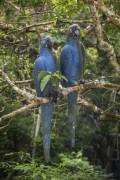 Blue macaw wood reproduction - Tijuca Forest - Rio de Janeiro city - Rio de Janeiro state (RJ) - Brazil