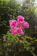 Detail of rose bush flowers - Serrinha do Alambari Environmental Protection Area  - Resende city - Rio de Janeiro state (RJ) - Brazil