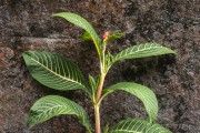 Detail of Sanchezia plant (Sanchezia nobilis) growing near a rock - Serrinha do Alambari Environmental Protection Area  - Resende city - Rio de Janeiro state (RJ) - Brazil
