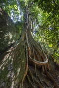 View of Fig tree with large roots - Tijuca National Park - Rio de Janeiro city - Rio de Janeiro state (RJ) - Brazil
