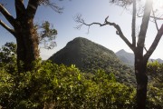 Excerpt from the Tijuca Forest seen from Taquara Hill - Tijuca National Park - Rio de Janeiro city - Rio de Janeiro state (RJ) - Brazil