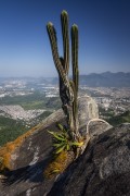 Cactus at Castelos da Taquara Peak - Tijuca National Park - Rio de Janeiro city - Rio de Janeiro state (RJ) - Brazil
