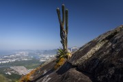 Cactus at Castelos da Taquara Peak - Tijuca National Park - Rio de Janeiro city - Rio de Janeiro state (RJ) - Brazil