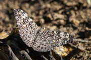 Detail of Cracker Butterfly (Hamadryas feronia) - Guapiacu Ecological Reserve  - Cachoeiras de Macacu city - Rio de Janeiro state (RJ) - Brazil