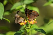 Butterflies on flowers - Guapiacu Ecological Reserve  - Cachoeiras de Macacu city - Rio de Janeiro state (RJ) - Brazil