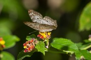 Butterfly on flowers - Guapiacu Ecological Reserve  - Cachoeiras de Macacu city - Rio de Janeiro state (RJ) - Brazil