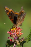 Butterfly on flowers - Guapiacu Ecological Reserve  - Cachoeiras de Macacu city - Rio de Janeiro state (RJ) - Brazil