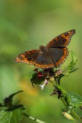 Butterfly on flowers - Guapiacu Ecological Reserve  - Cachoeiras de Macacu city - Rio de Janeiro state (RJ) - Brazil