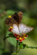 Butterflies on flowers - Guapiacu Ecological Reserve  - Cachoeiras de Macacu city - Rio de Janeiro state (RJ) - Brazil