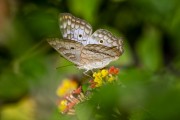 Butterfly on flowers - Guapiacu Ecological Reserve  - Cachoeiras de Macacu city - Rio de Janeiro state (RJ) - Brazil