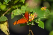 Butterfly on flowers - Guapiacu Ecological Reserve  - Cachoeiras de Macacu city - Rio de Janeiro state (RJ) - Brazil