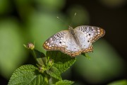 Butterfly on flowers - Guapiacu Ecological Reserve  - Cachoeiras de Macacu city - Rio de Janeiro state (RJ) - Brazil